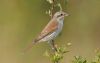 Red-backed Shrike at Wakering Stairs (Steve Arlow) (36457 bytes)